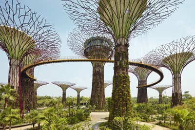 "Supertrees" im "Gardens by the Bay" in Singapur